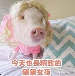 肥猪猪的日常娱乐吃瓜酱,娱乐酱的趣味生活点滴