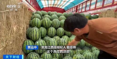 今日吃瓜价格表